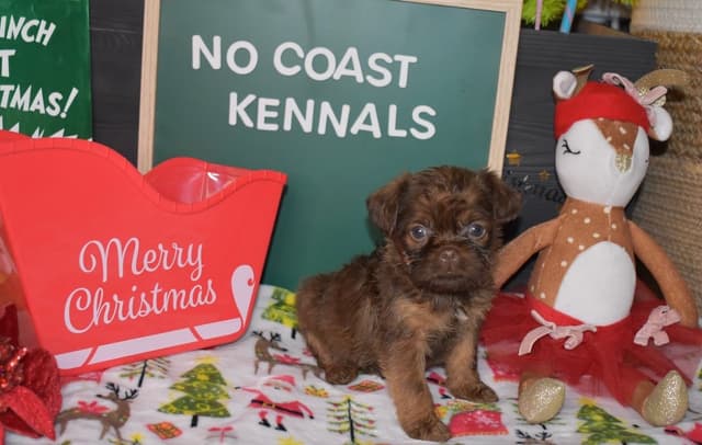 Brussels Griffon Puppies media 27