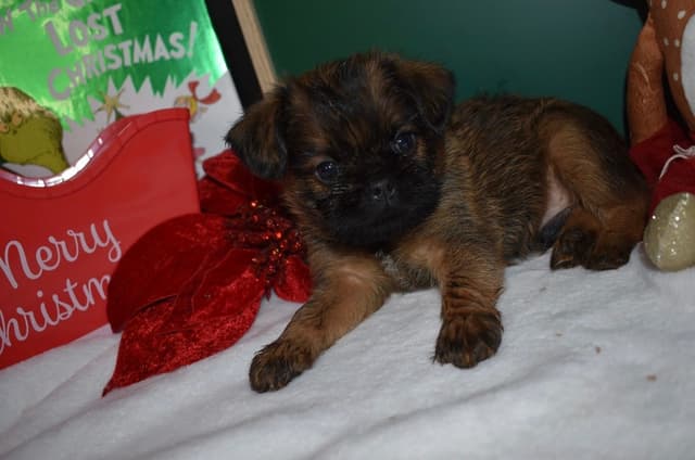Brussels Griffon Puppies media 28