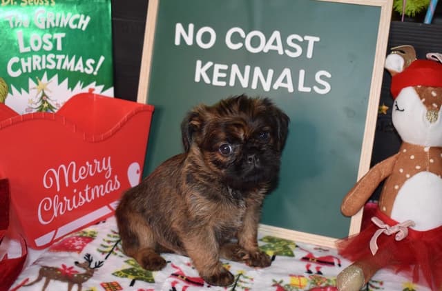 Brussels Griffon Puppies media 29