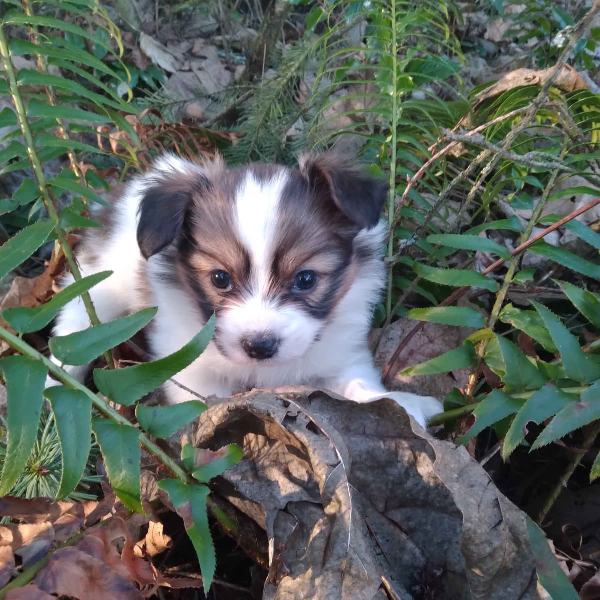 Papillon Puppies breeder image 1