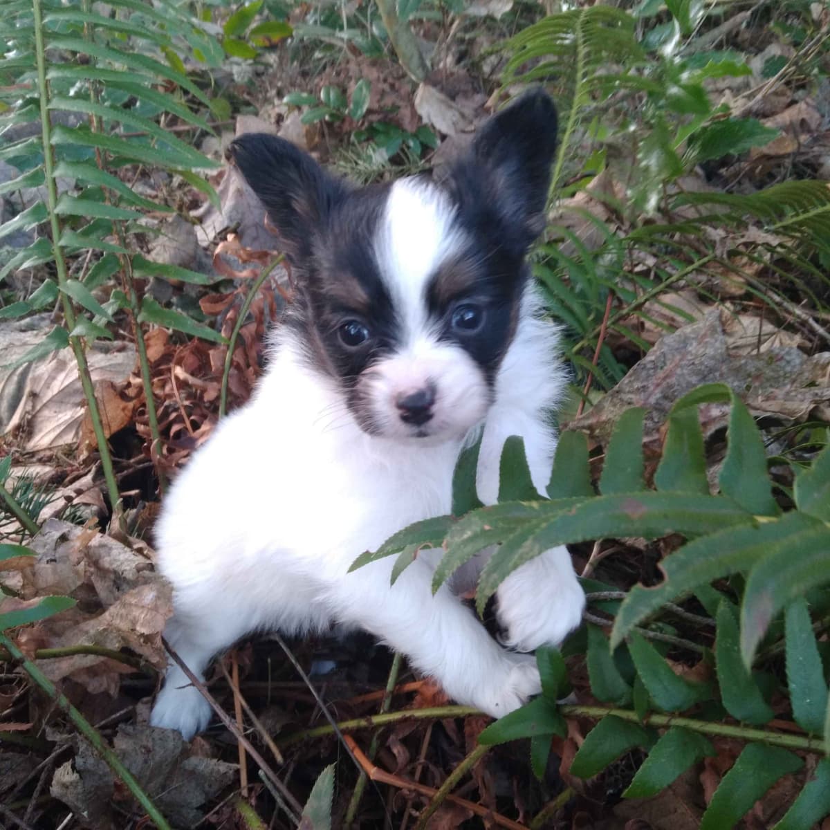 Papillon Puppies breeder image 3