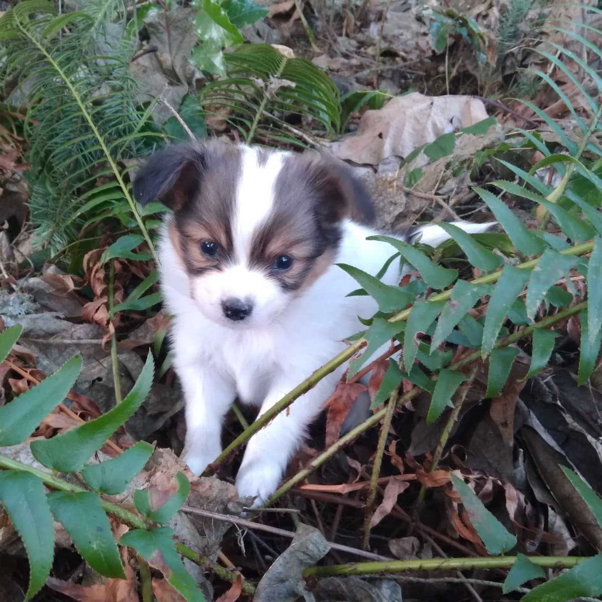 Papillon Puppies breeder image 4