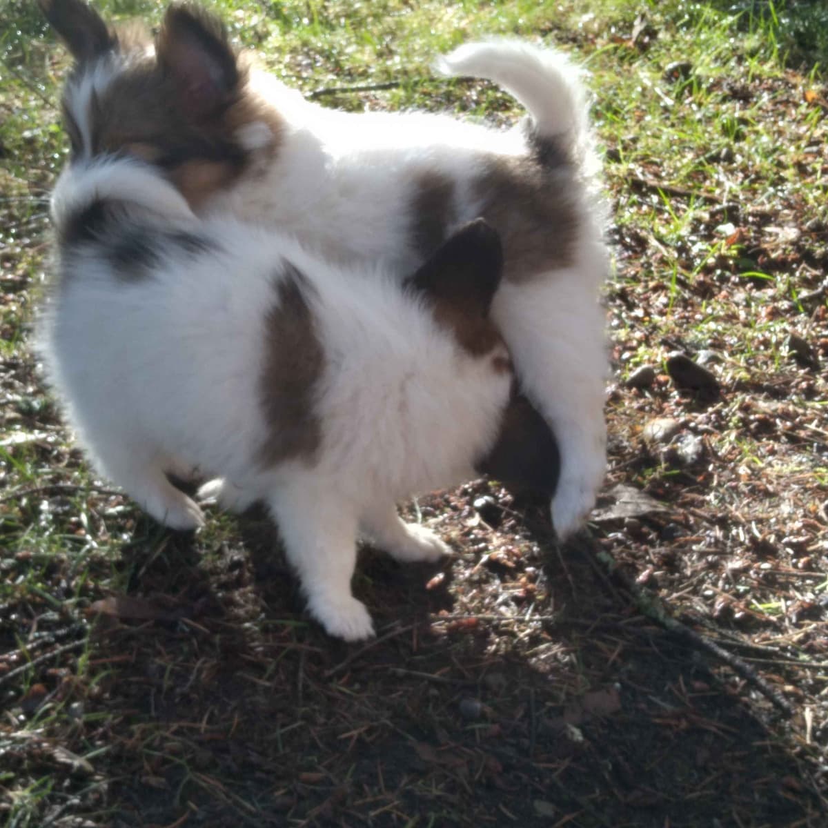 Papillon Puppies breeder image 5