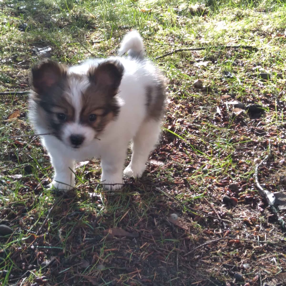 Papillon Puppies breeder image 6
