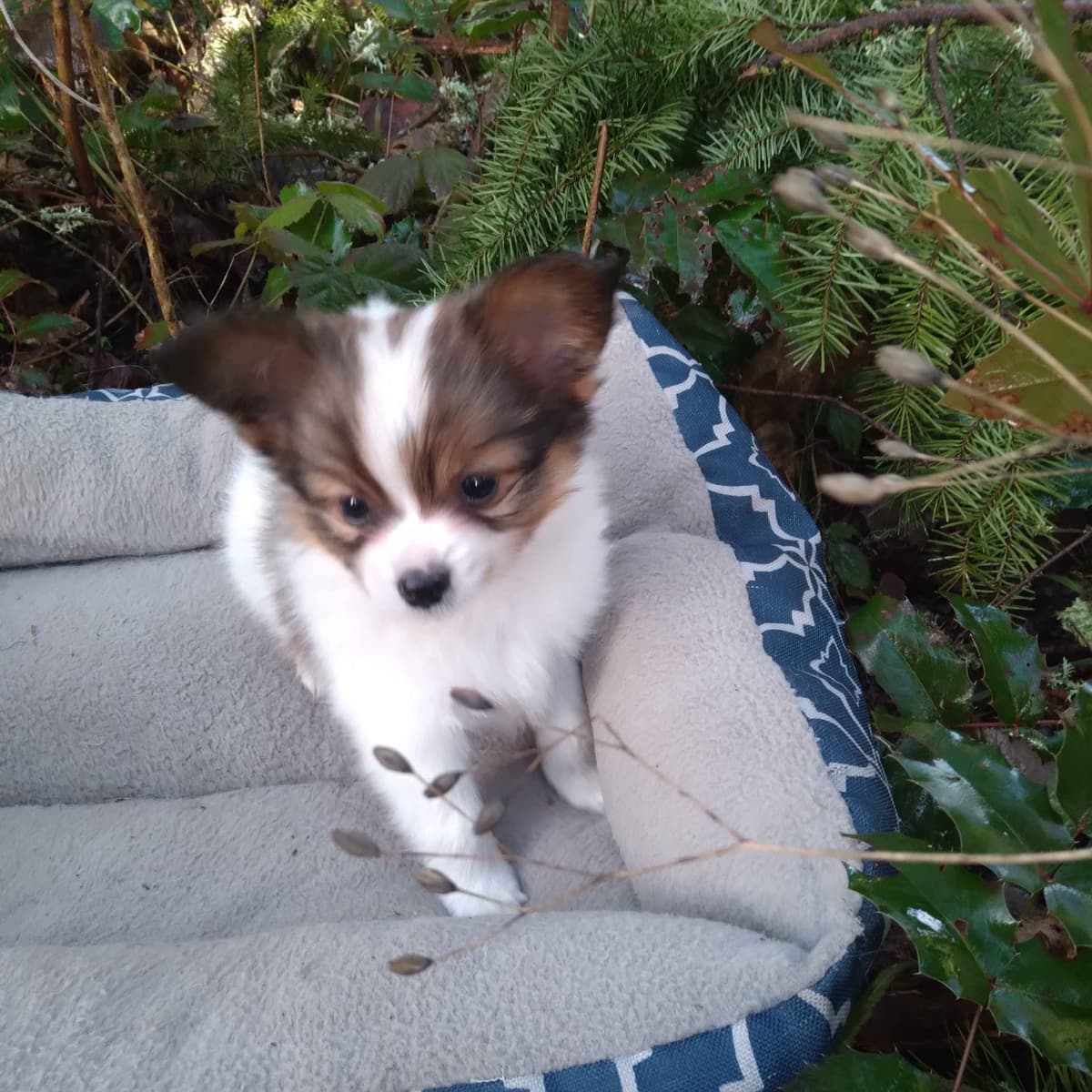 Papillon Puppies breeder image 7