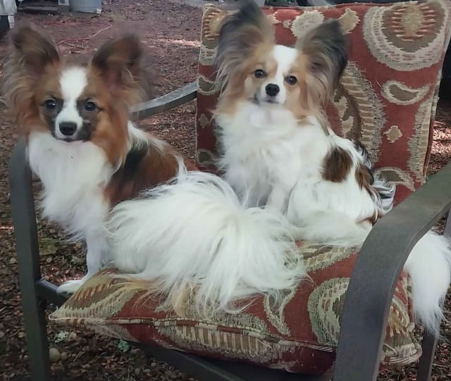 Papillon Puppies media 3