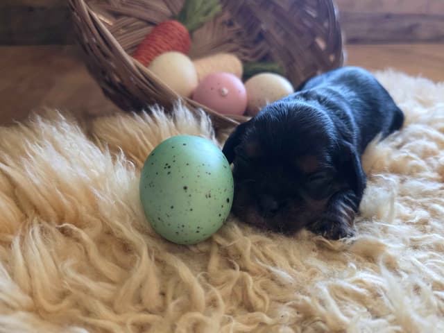 Cavalier King Charles Spaniel Puppies media 3