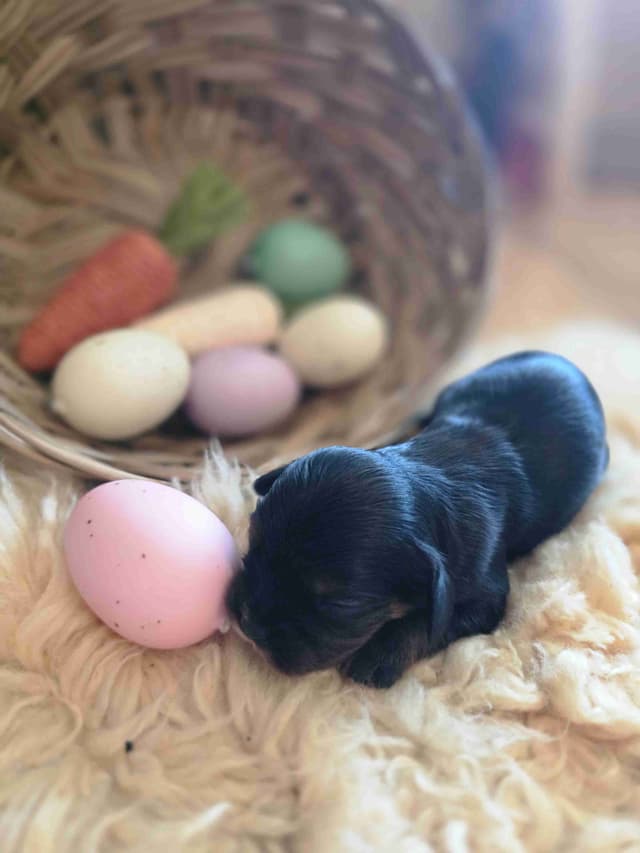 Cavalier King Charles Spaniel Puppies media 4