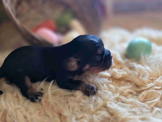Cavalier King Charles Spaniel Puppies media 5
