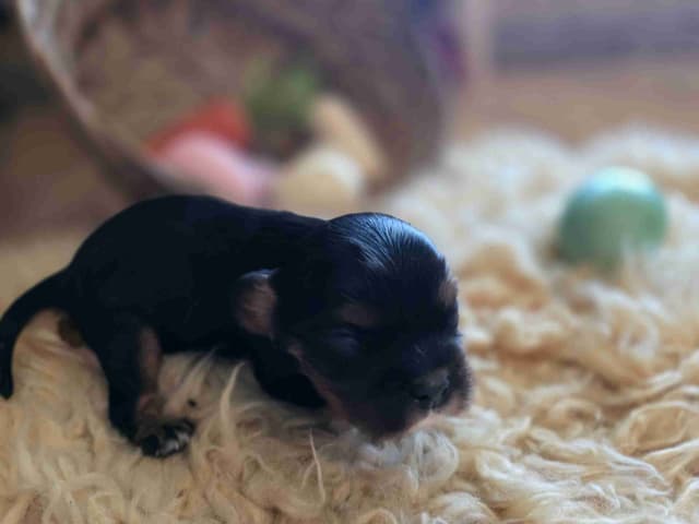 Cavalier King Charles Spaniel Puppies media 6