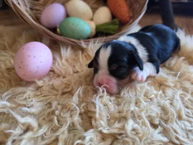 Cavalier King Charles Spaniel Puppies media 3