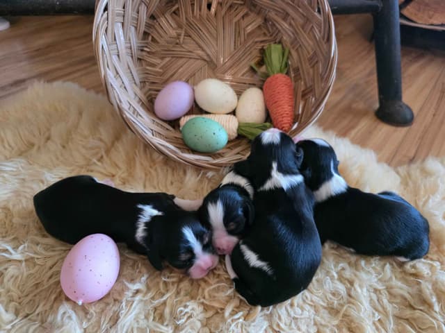Cavalier King Charles Spaniel Puppies media 4