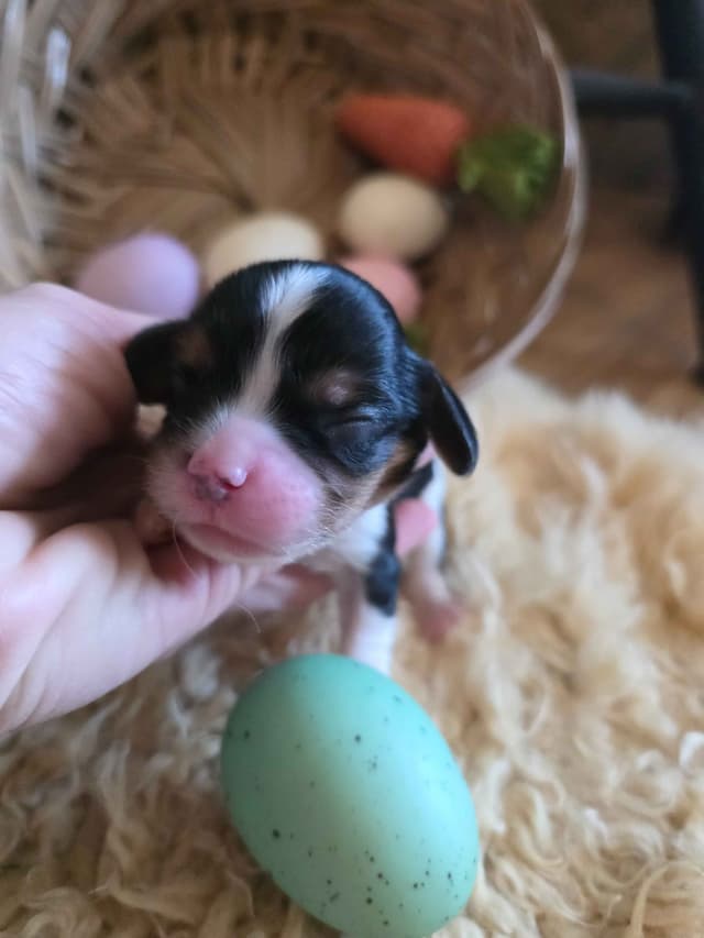 Cavalier King Charles Spaniel Puppies media 5