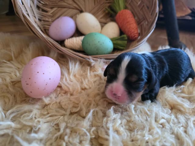 Cavalier King Charles Spaniel Puppies media 6