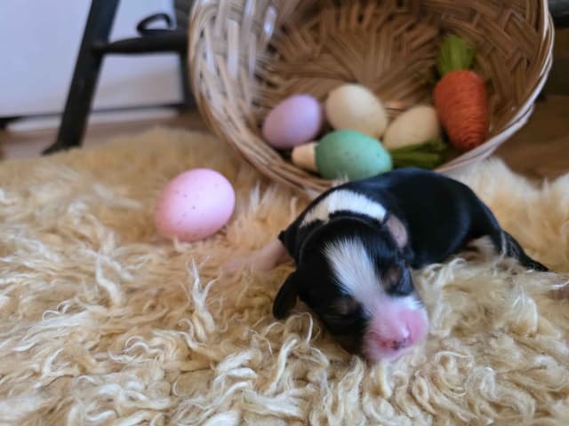 Cavalier King Charles Spaniel Puppies media 7