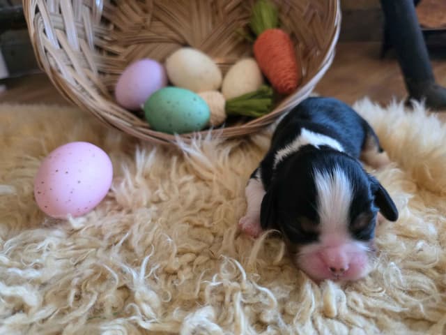 Cavalier King Charles Spaniel Puppies media 8