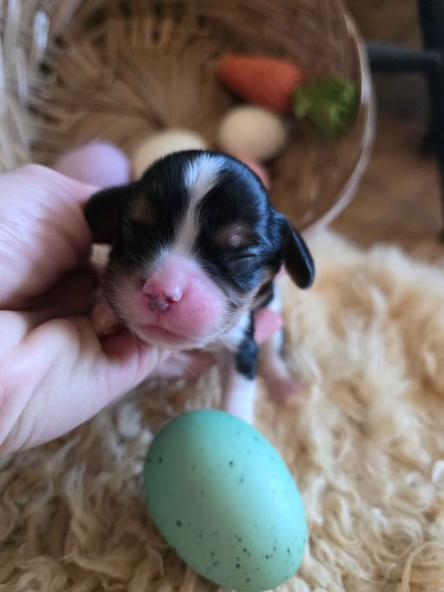 Cavalier King Charles Spaniel Puppies media 9