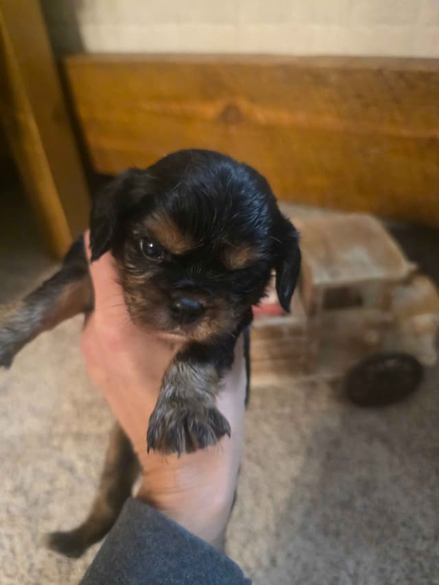 Cavalier King Charles Spaniel Puppies media 7