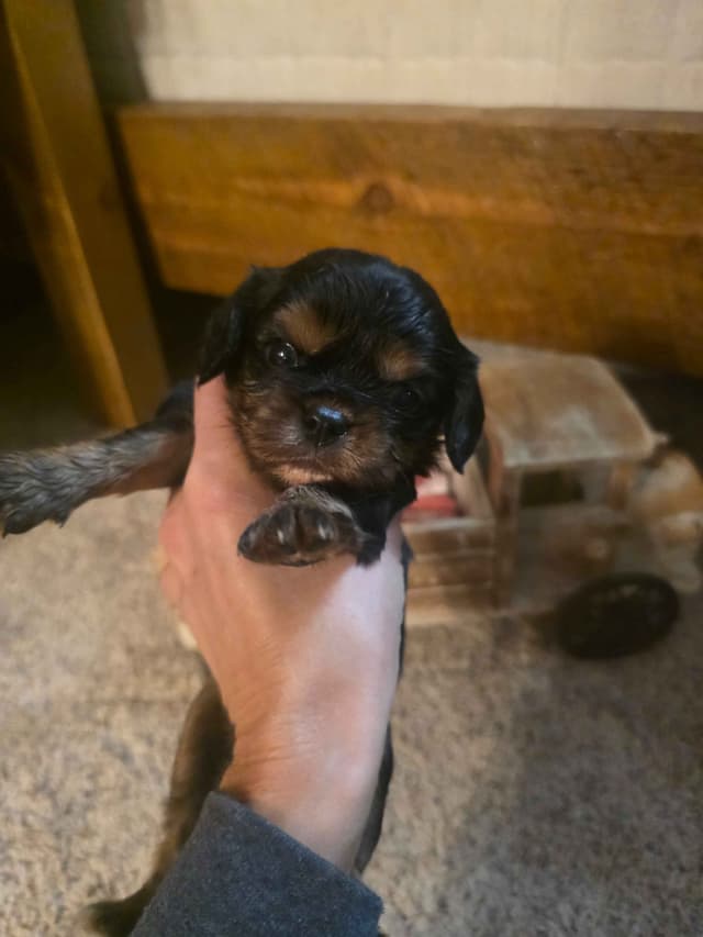 Cavalier King Charles Spaniel Puppies media 8