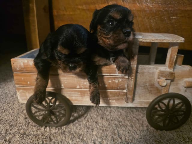 Cavalier King Charles Spaniel Puppies media 9