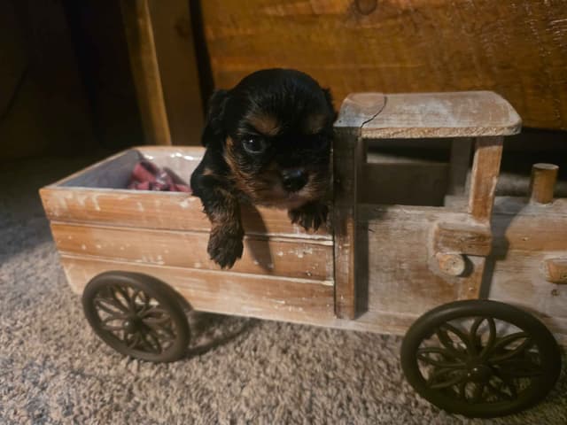 Cavalier King Charles Spaniel Puppies media 10