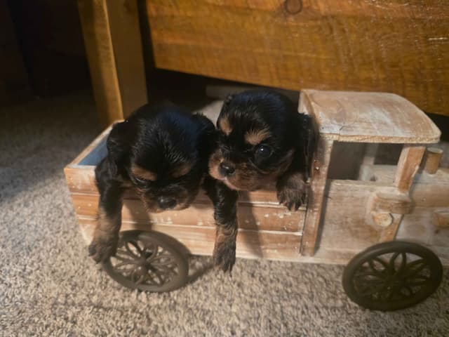 Cavalier King Charles Spaniel Puppies media 11