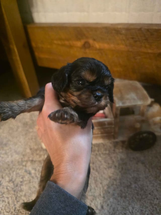 Cavalier King Charles Spaniel Puppies media 12