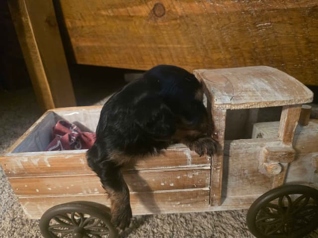 Cavalier King Charles Spaniel Puppies media 13