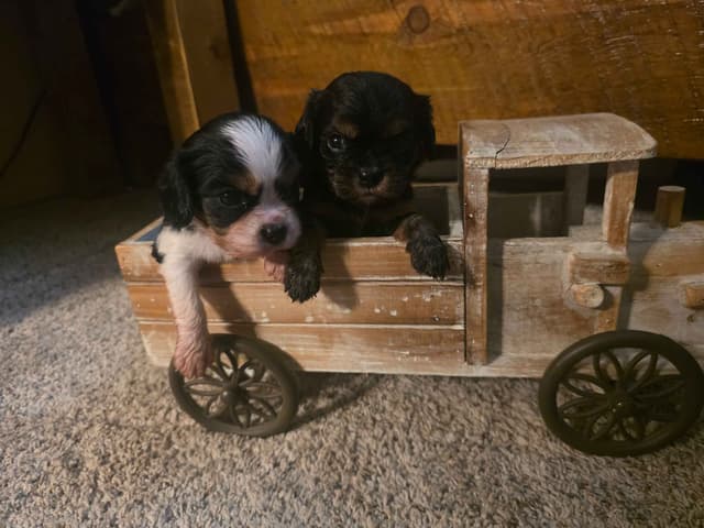 Cavalier King Charles Spaniel Puppies media 14