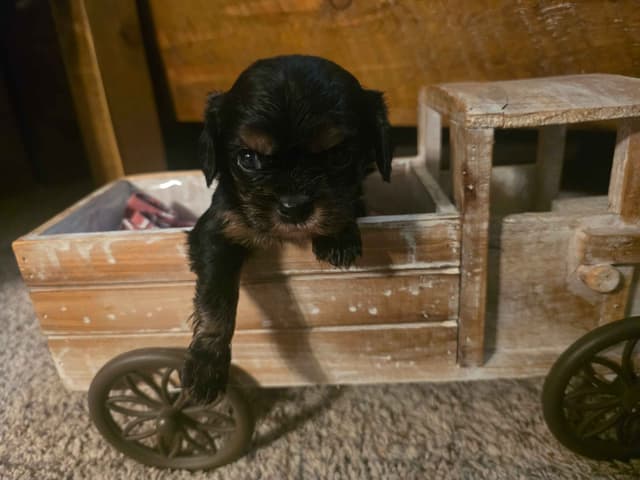 Cavalier King Charles Spaniel Puppies media 15