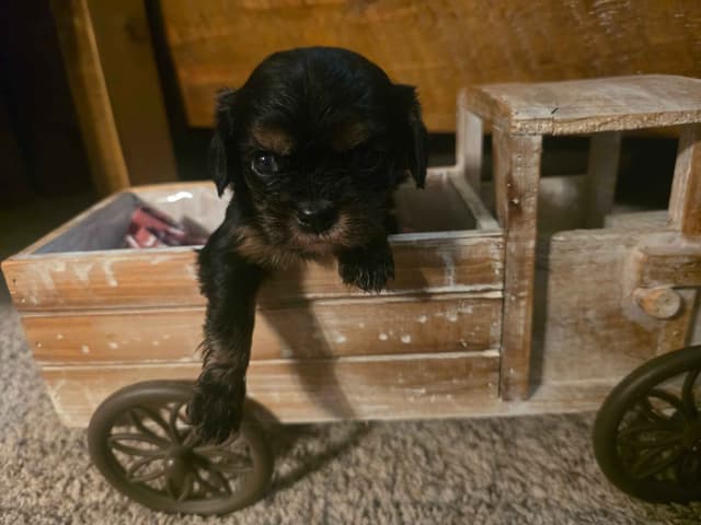 Cavalier King Charles Spaniel Puppies media 16