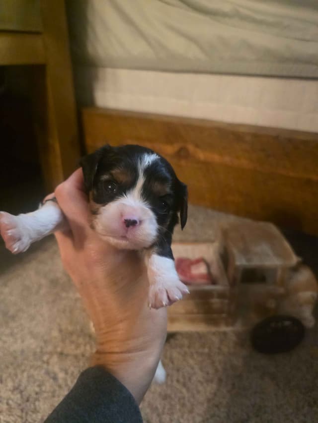 Cavalier King Charles Spaniel Puppies media 10
