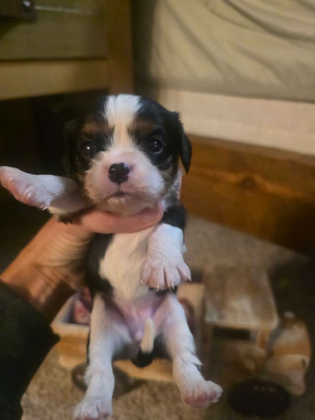 Cavalier King Charles Spaniel Puppies media 11