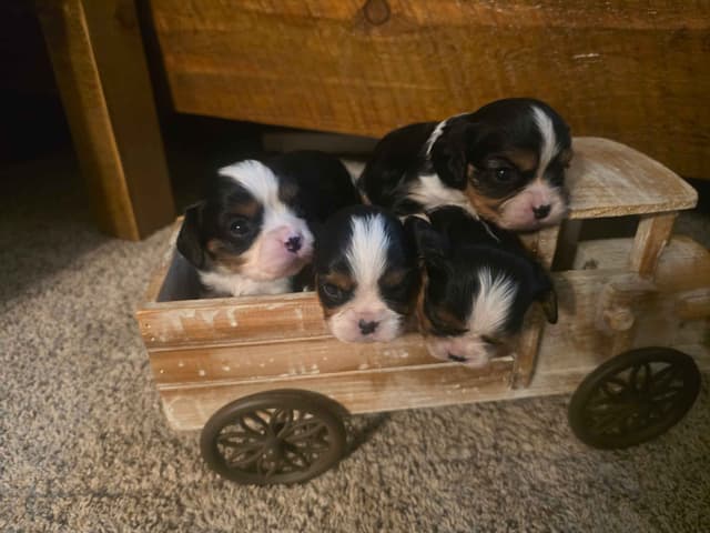 Cavalier King Charles Spaniel Puppies media 12