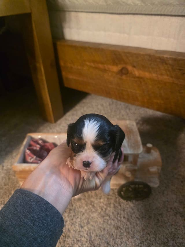 Cavalier King Charles Spaniel Puppies media 13