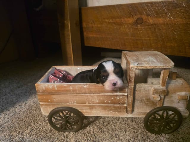Cavalier King Charles Spaniel Puppies media 15