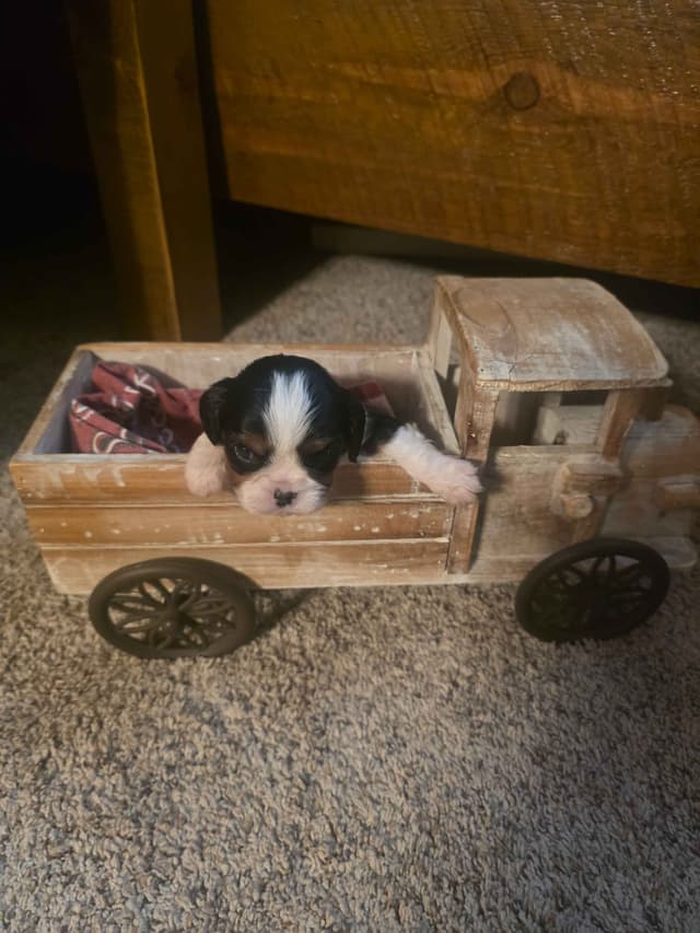 Cavalier King Charles Spaniel Puppies media 17