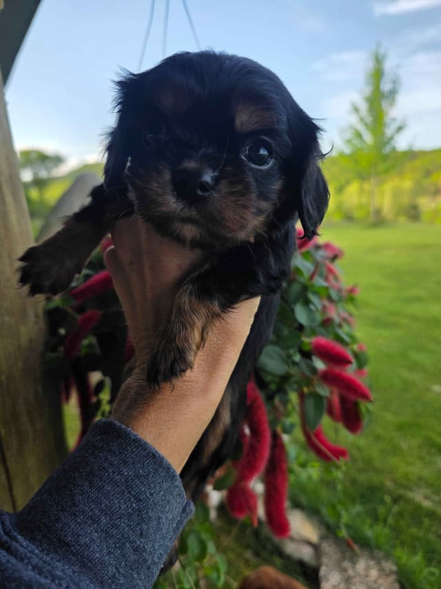 Cavalier King Charles Spaniel Puppies media 17