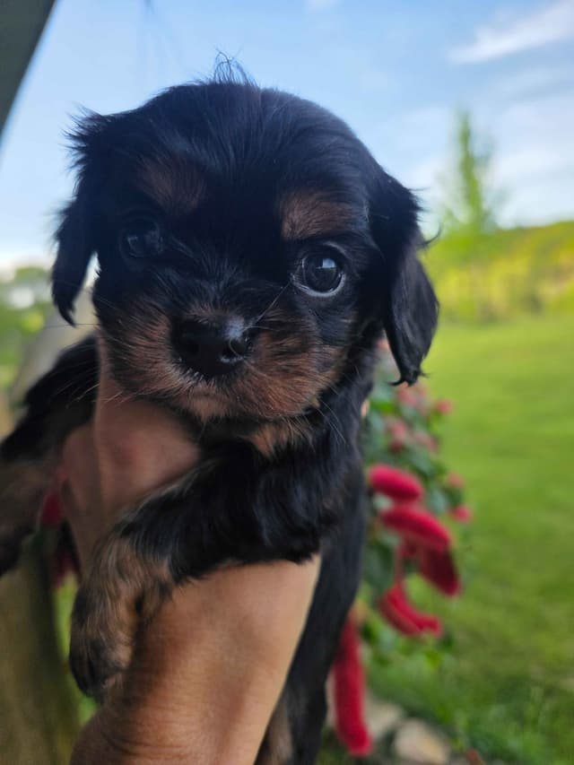 Cavalier King Charles Spaniel Puppies media 18