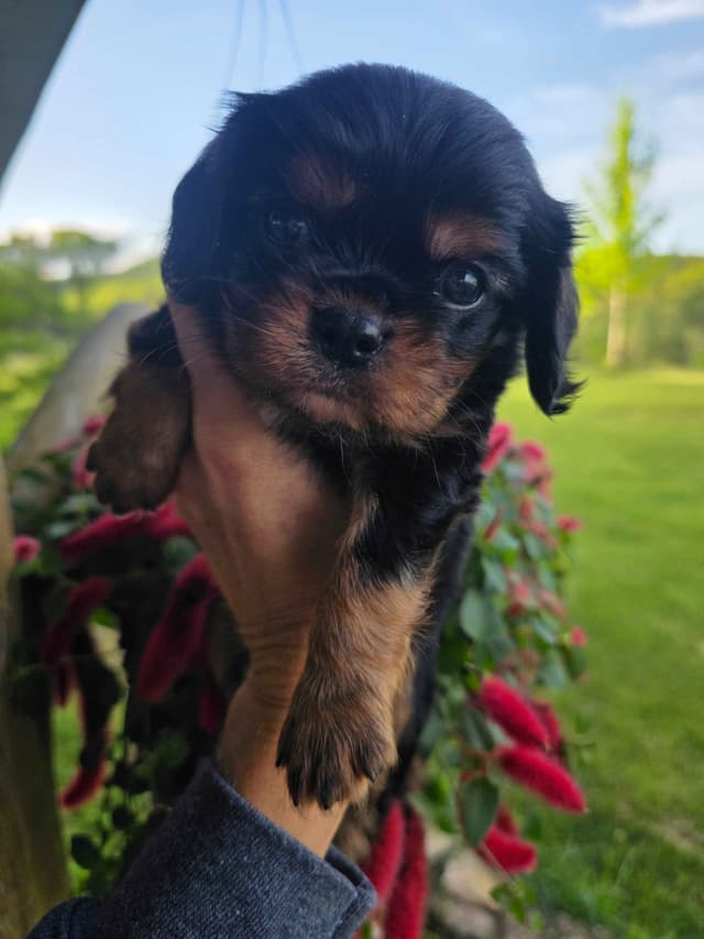 Cavalier King Charles Spaniel Puppies media 19