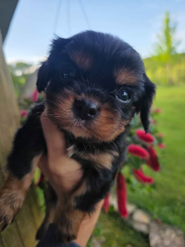 Cavalier King Charles Spaniel Puppies media 20