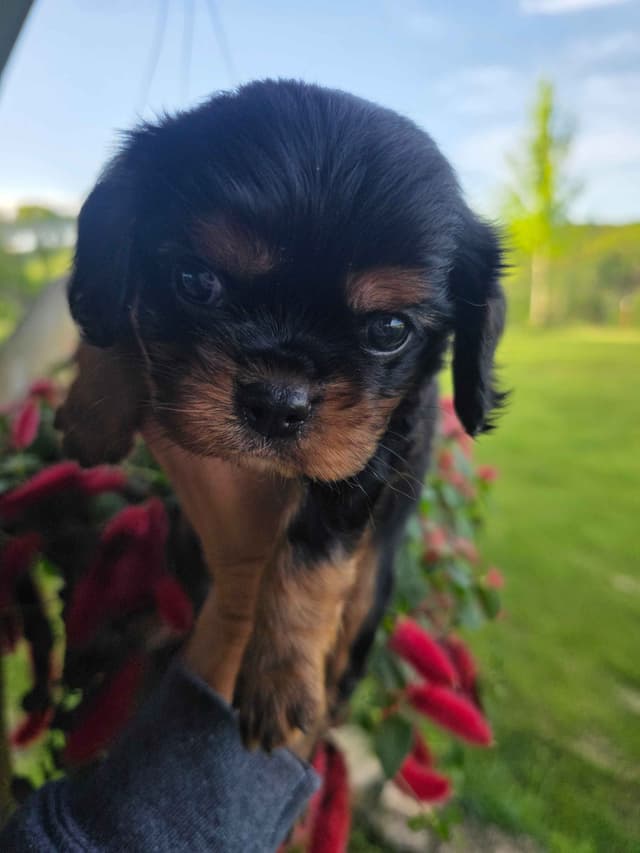 Cavalier King Charles Spaniel Puppies media 21