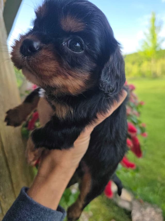 Cavalier King Charles Spaniel Puppies media 22