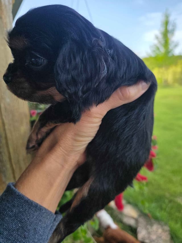 Cavalier King Charles Spaniel Puppies media 23
