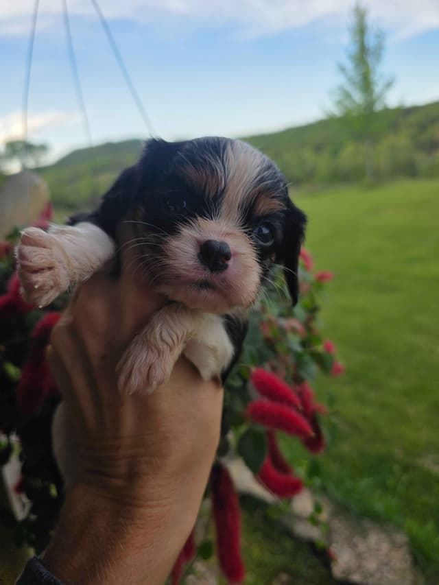 Cavalier King Charles Spaniel Puppies media 18