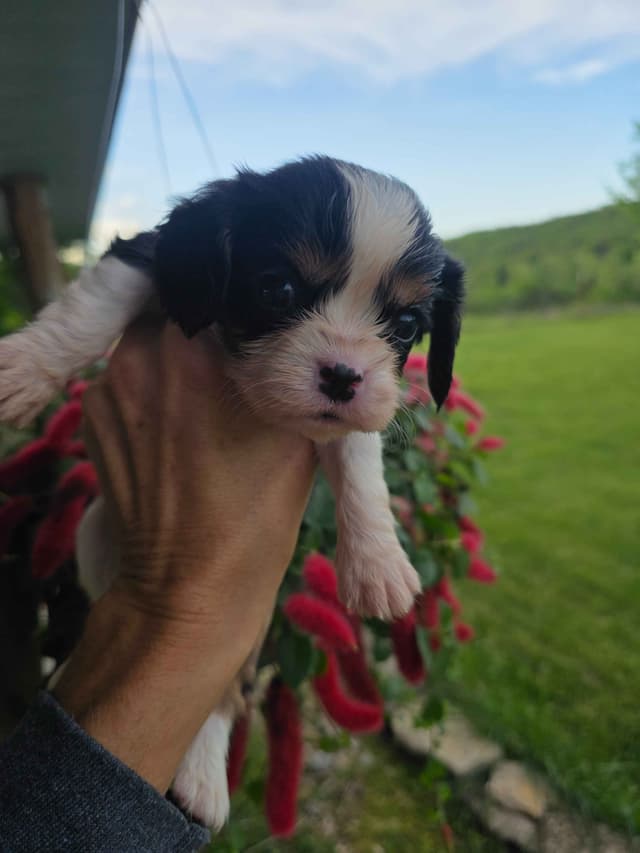 Cavalier King Charles Spaniel Puppies media 20