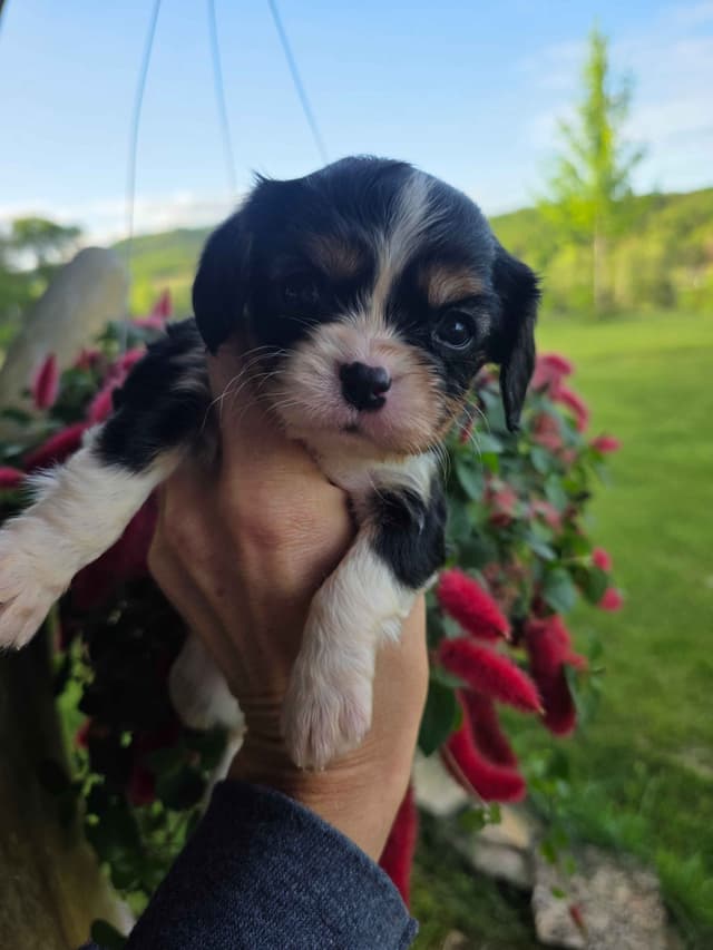 Cavalier King Charles Spaniel Puppies media 21