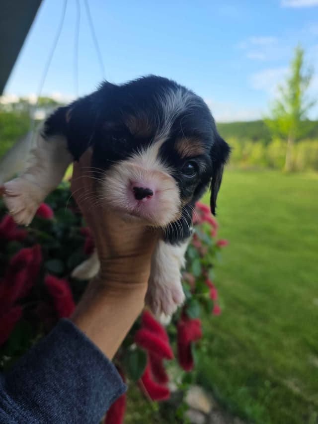 Cavalier King Charles Spaniel Puppies media 22