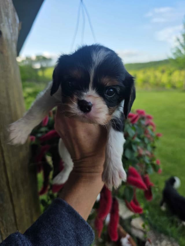 Cavalier King Charles Spaniel Puppies media 23