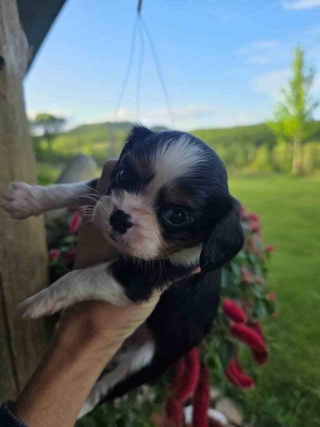 Cavalier King Charles Spaniel Puppies media 24